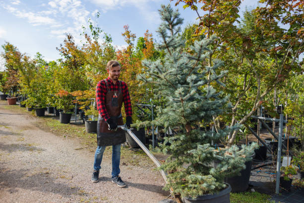 How Our Tree Care Process Works  in Shawnee, KS